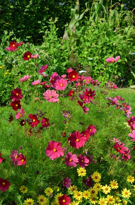 Cosmos bipinnatus 'Rubenza' (4)